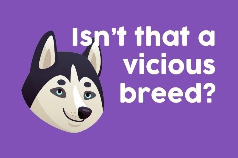 Isn’t that a vicious breed?