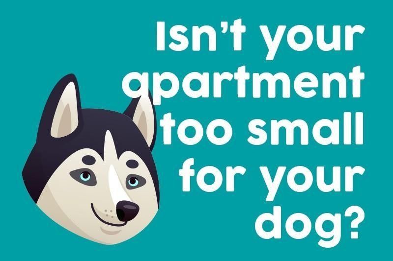 Isn’t your apartment too small for your dog?