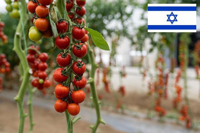 Israeli cherry tomato