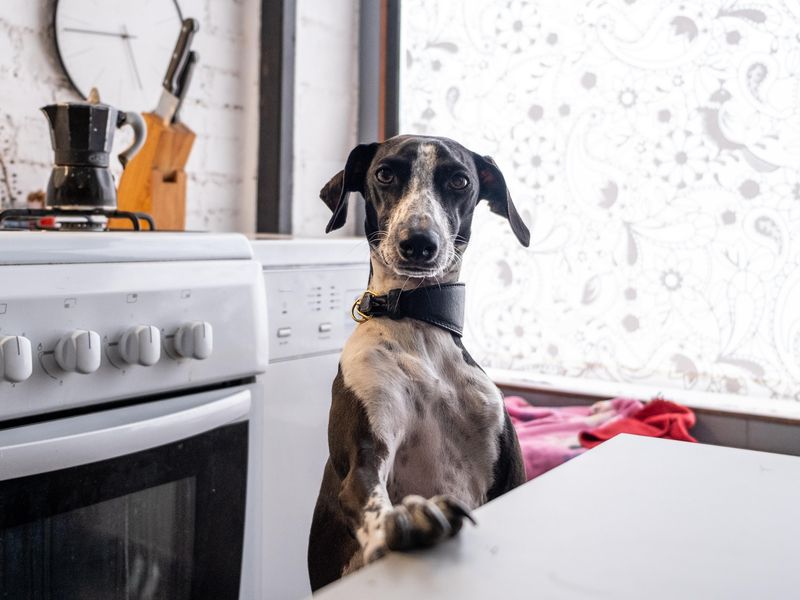 Italian greyhound dog in the kitchen