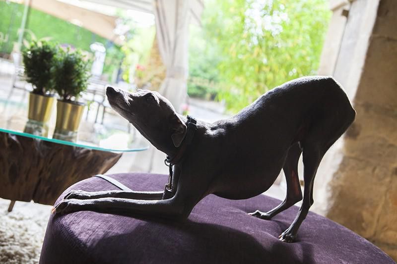 Italian Greyhound stretching