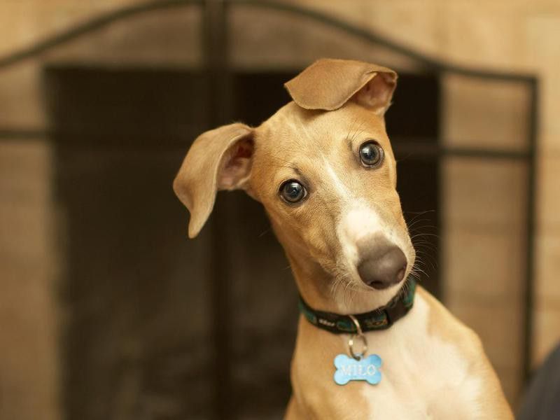 Italian greyhounds are short haired and hypoallergenic