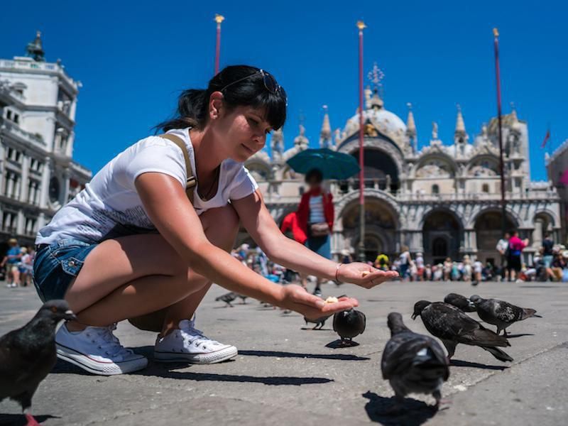 Italy pigeons
