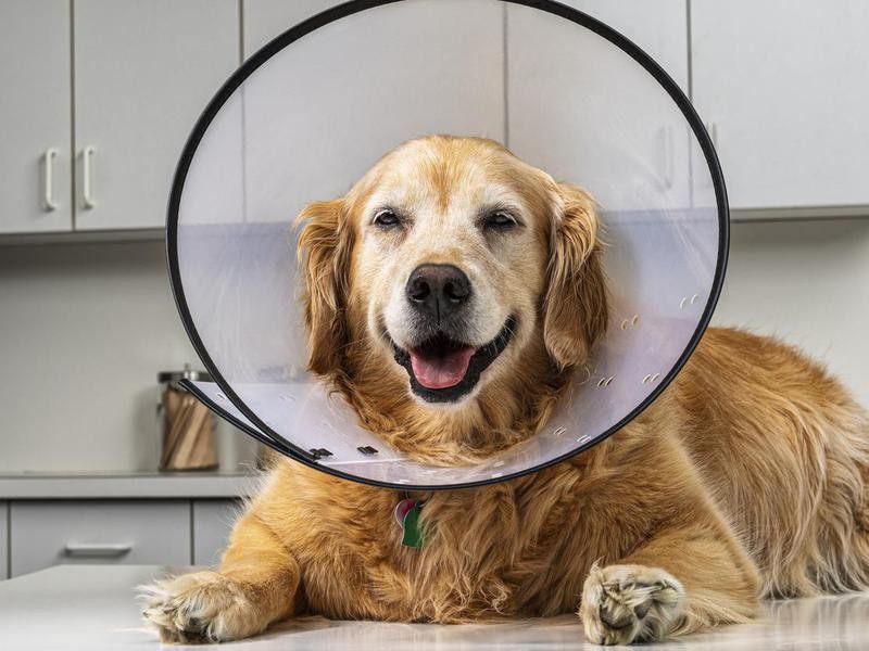 It’s Good for a Dog to Lick Their Wounds — Debunked