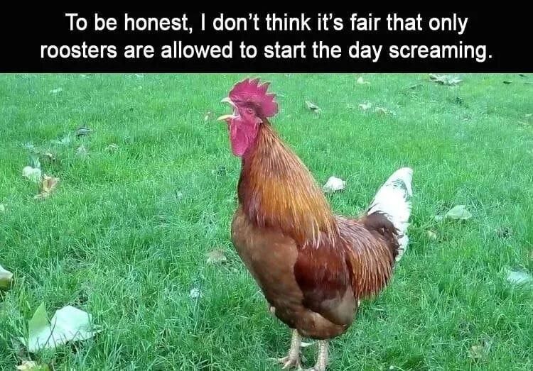 It's not fair that only chickens can wake up screaming