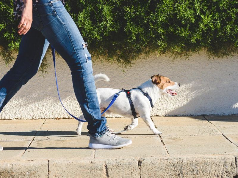 Jack Russell Terrier in harness walking on leash