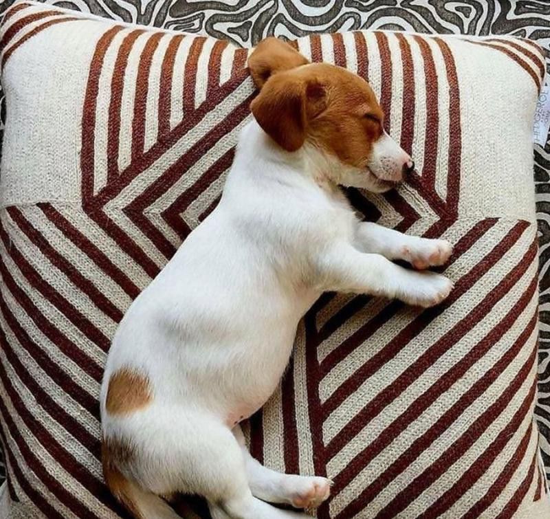 Jack Russell terrier puppy sleeping