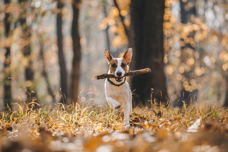Jack Russell Terrier running with stick in mouth