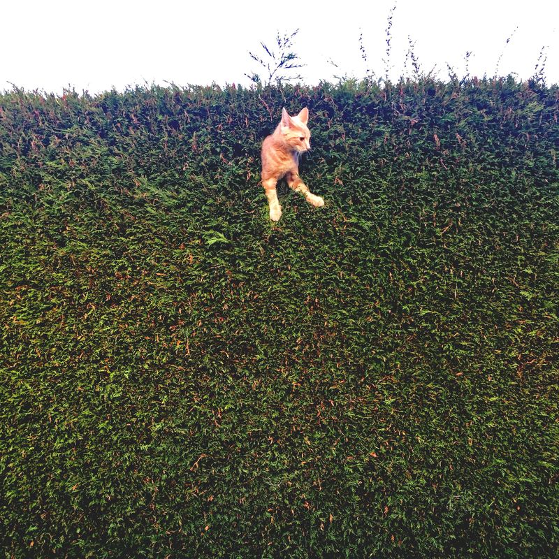 Jack the cat stuck in the hedge