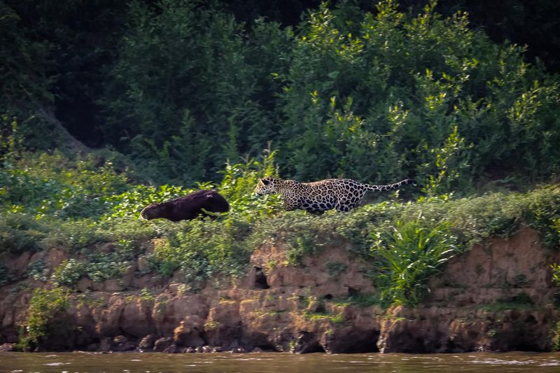 Jaguar chasing a capybara at the river edge