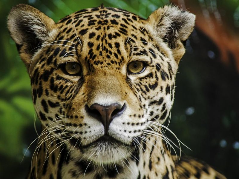 Jaguar close-up