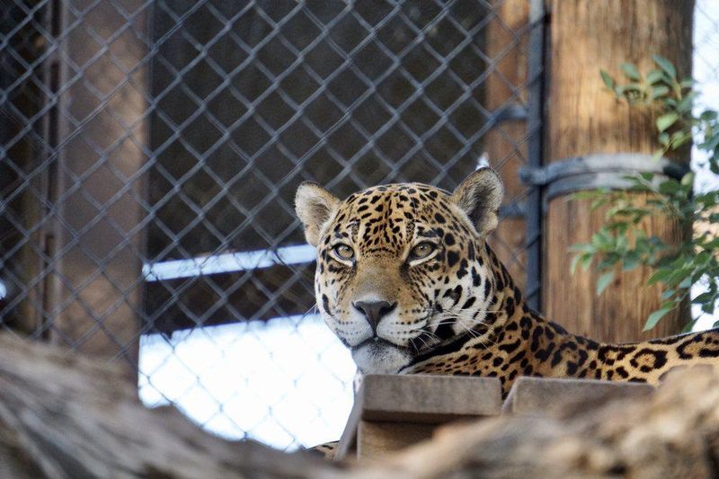 Jaguar on its perch at the Phoenix Zoo