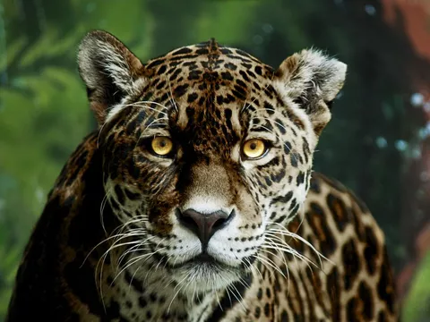 30 Most Beautiful Animals on the Planet | Always Pets