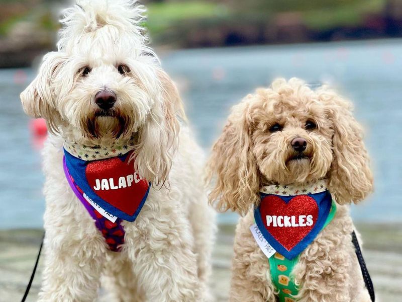 Jalapeno and Pickles, pet influencers
