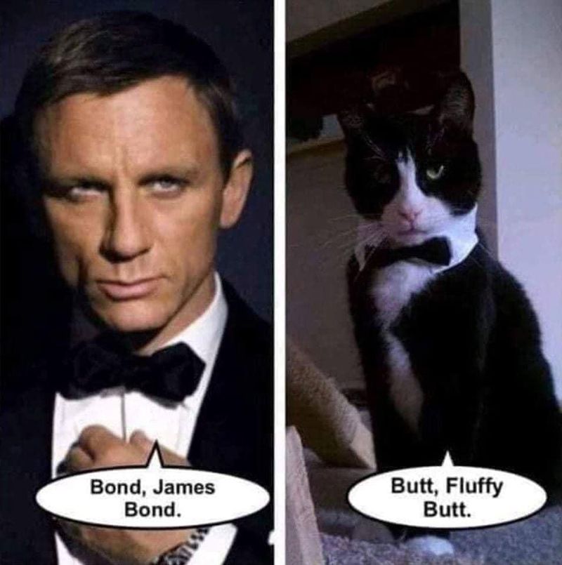 James Bond cat meme from the Internet