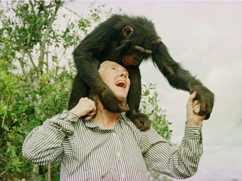 Jane Goodall with a chimp