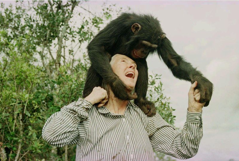 Jane Goodall with chimpanzee