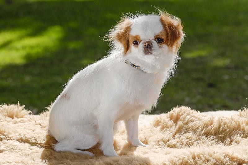 Japanese Chin dog sitting on blanket outdoors