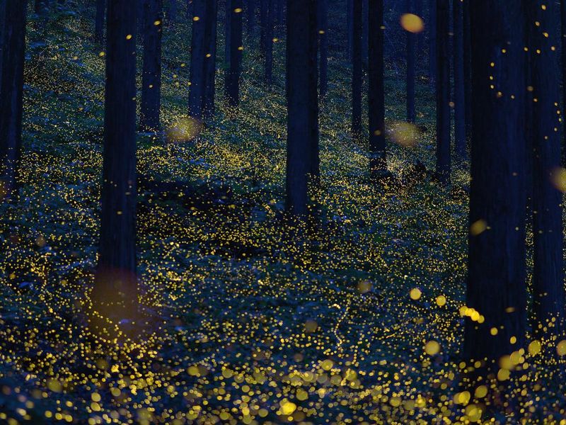 Japanese fireflies (Luciola parvula)