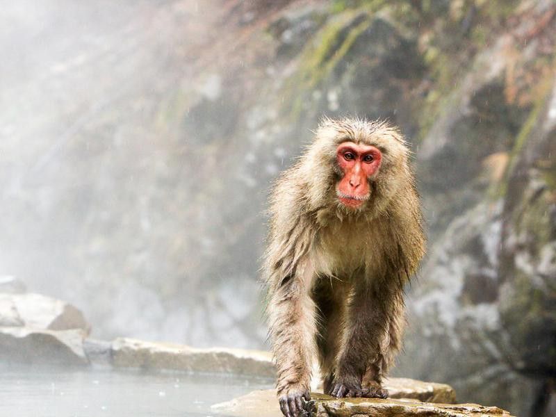 Japanese Macaque in Yamanouchi, Japan