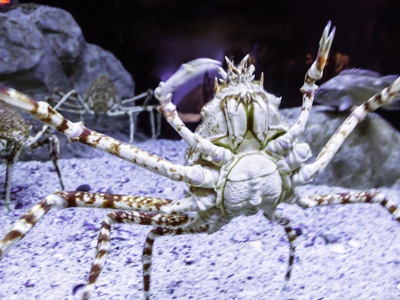 Japanese Spider Crab in an aquarium