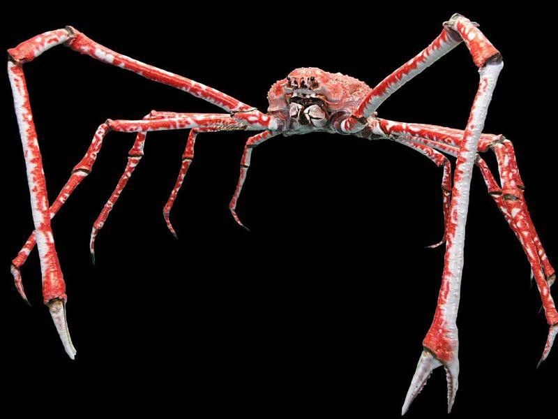 Japanese Spider Crab Legs