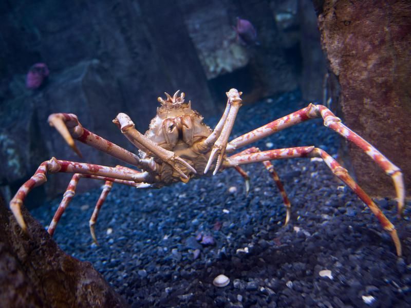 Japanese Spider Crab