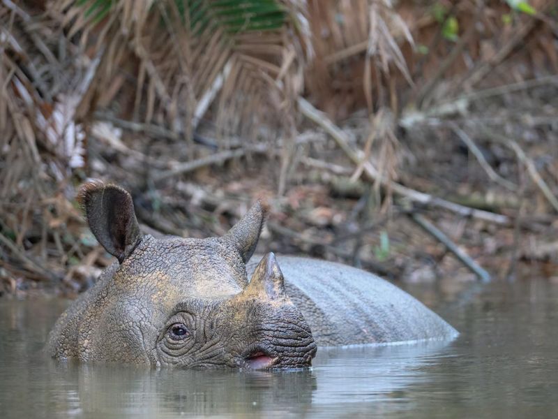 Javan rhino bathing