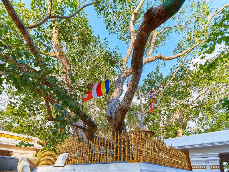 Jaya Sri Maha Bodhi sacred fig tree in Sri Lanka