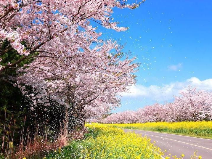 Jeju road in spring