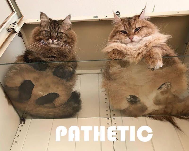 Judgmental cats