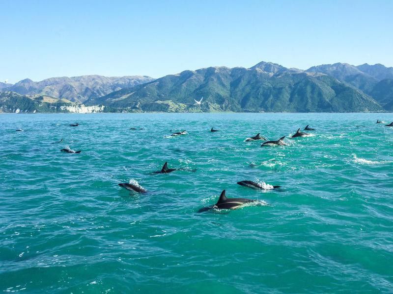 Jumping dolphins in New Zealand