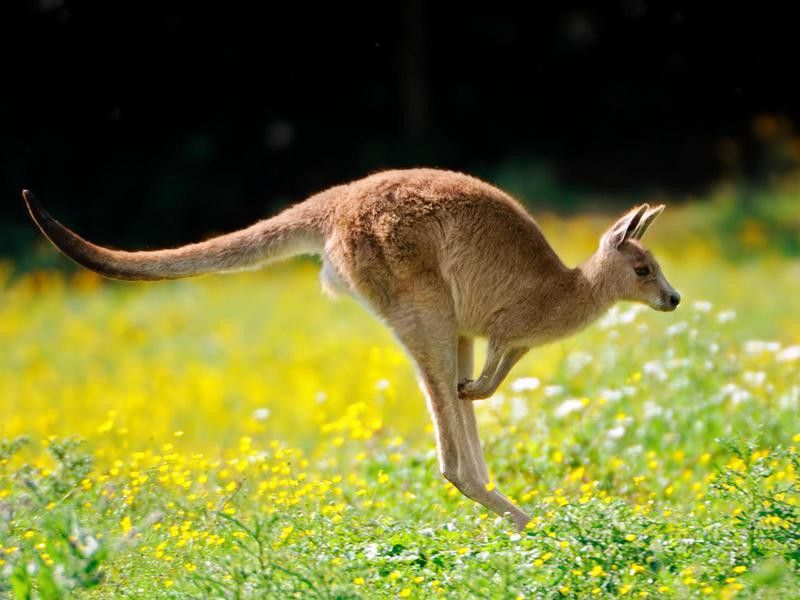 jumping kangaroo