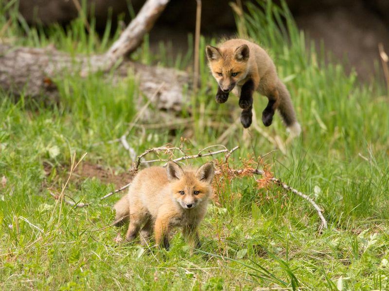 Jumping red Fox Kit in Flight - Yellowstone NP