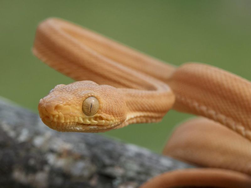Juvenile Amazon Tree Boa Snake on Branch