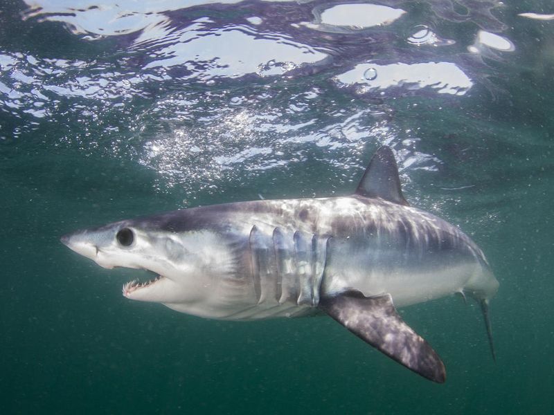 Juvenile Mako Shark off of Rhode Island