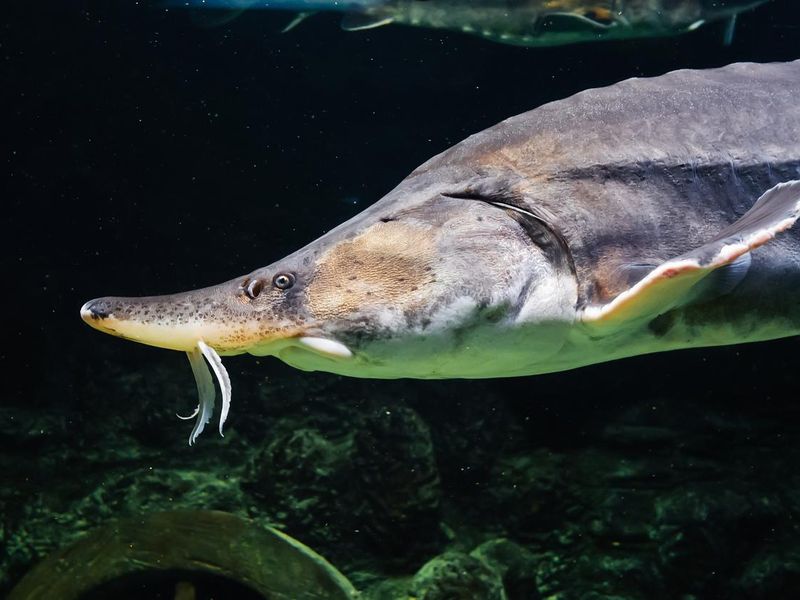 Kaluga fish swims under water