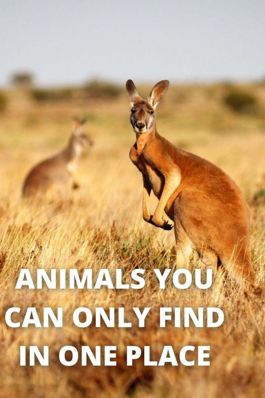 Incredible Animals You Can Only Find in One Place | Always Pets