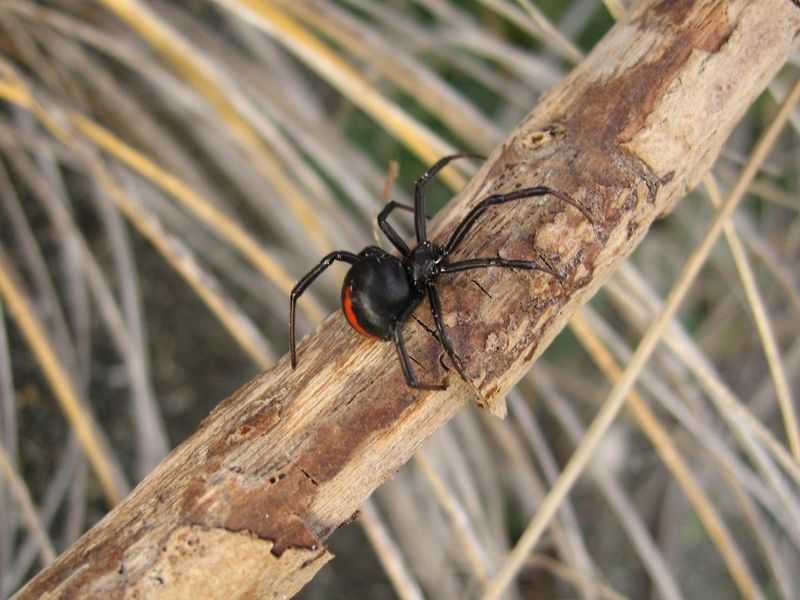 Katipo Spider