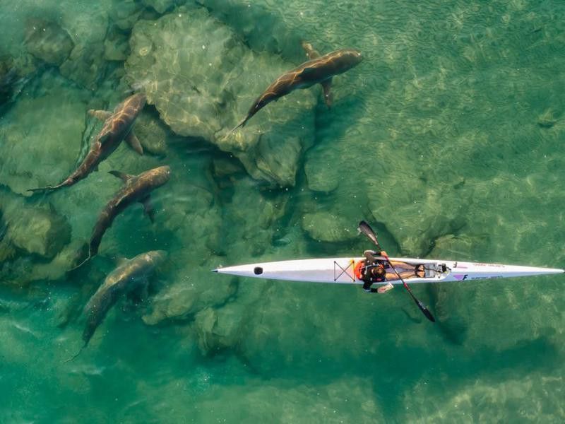 Kayaker with three sharks