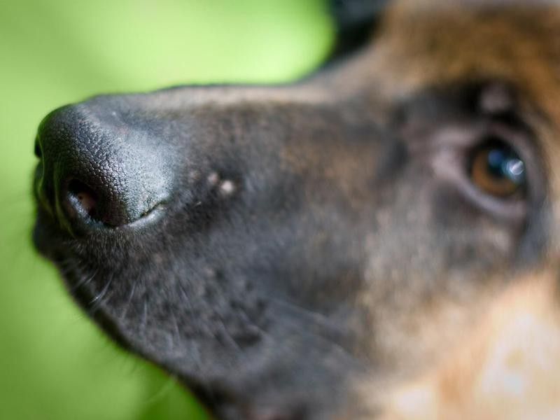 Key Reasons Dogs Can Smell Better