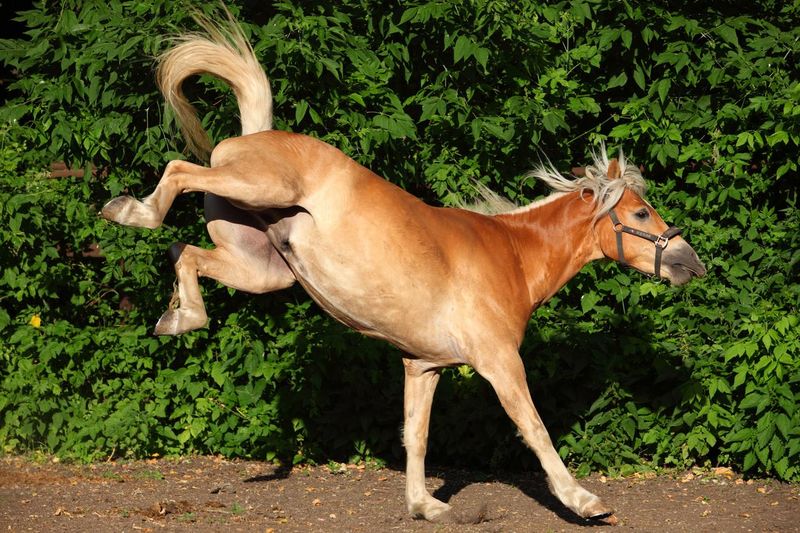 Kicking haflinger horse
