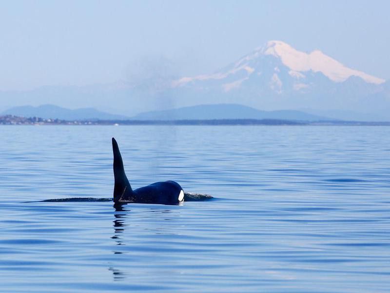 Killer whale in the San Juan Islands, Washington