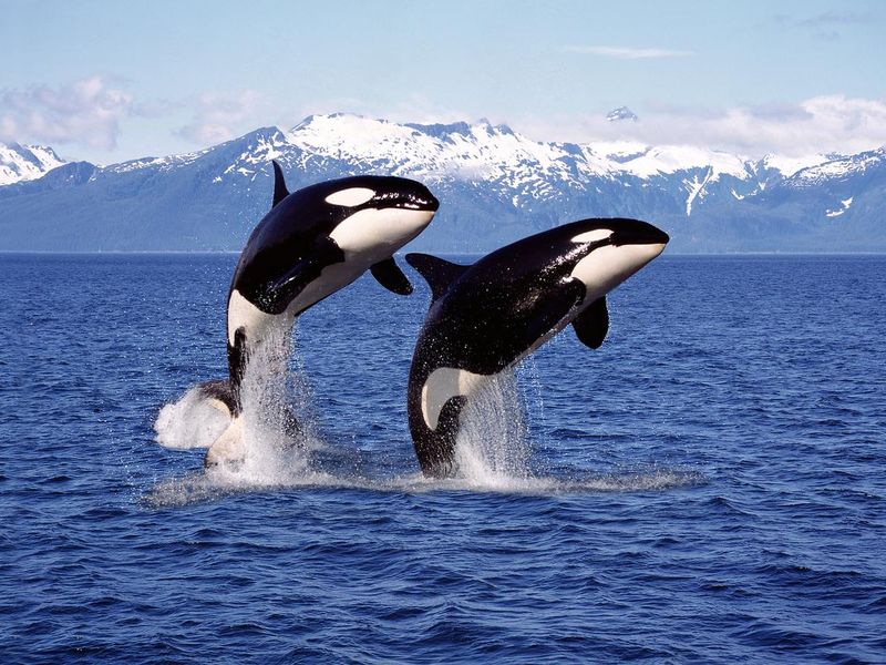 Killer Whales Jumping