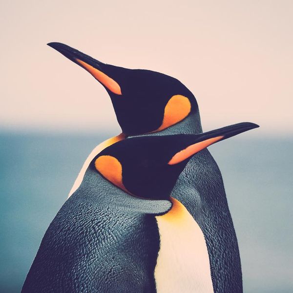 30 Fun Facts About the Irresistibly Cute Penguin