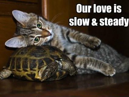 kitten and tortoise