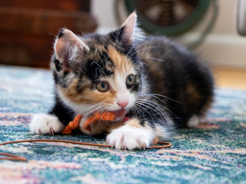 Kitten biting cat toy
