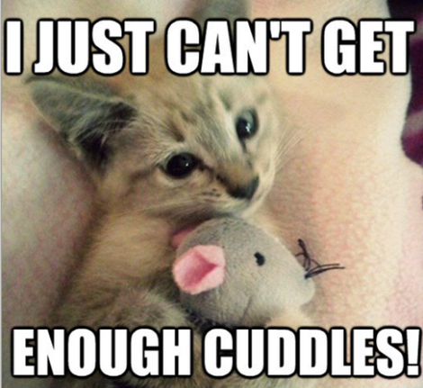 kitten cuddling stuffed mouse