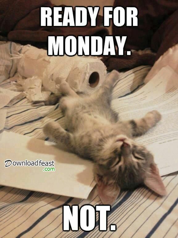 Kitten Monday Meme