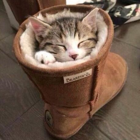 Kitten sleeping in a boot